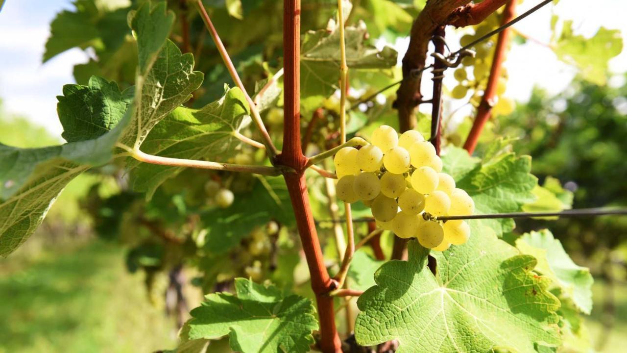 Weingut Am Platzl Apartment *